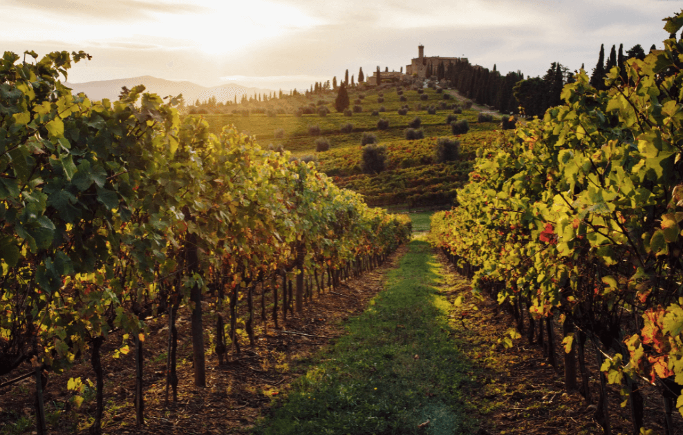 tuscany wine tour from bologna