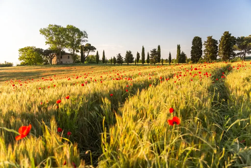 Campo florido com papoulas vermelhas ao entardecer na região da Toscana, com casa rural e ciprestes ao fundo