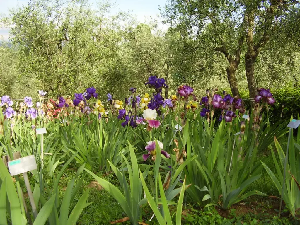 Jardim das íris em Florença, Toscana, com flores de várias cores em meio a oliveiras durante a primavera 