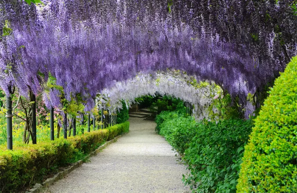 Túnel coberto por flores roxas e brancas de glicínia na Villa Bardini, em Florença, durante a primavera 